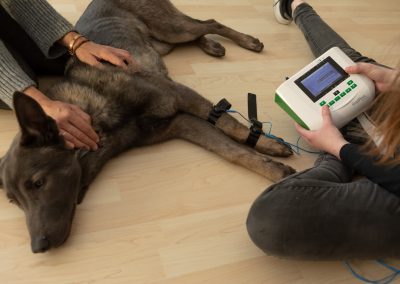 Elektrotherapie Reizstrom beim Hund Tiertherapie Büdel