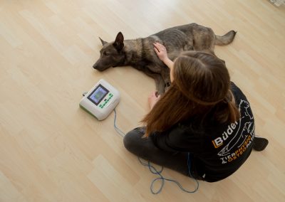 Elektrotherapie Reizstrom beim Hund Tiertherapie Büdel